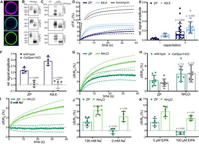 Molecular Mechanism Underlying the Action of Zona-pellucida Glycoproteins on Mouse Sperm